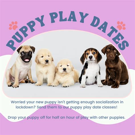  Puppy play dates are a great way of getting your pup used to the company of other dogs to start with